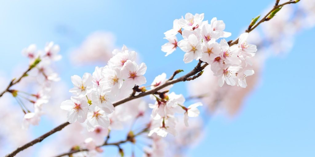 春の訪れを告げる桜、日本に何種類ある？ | GrapeSEED